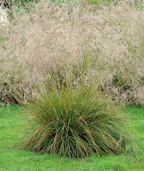 Луговик дернистый Щучка (Deschampsia cespitosa `Bronzeschleier`) С5