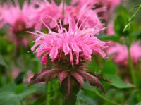 Монарда двойчатая Monarda didyma 'Croftway Pink' (розовая,VII-VIII,Н=60-70см)