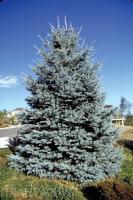 Ель колючая (Picea pungens  Edith)