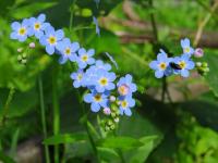 Незабудка болотная Myosotis Palustris Р9