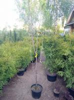 Клен остролистный (Acer platanoides) 200см  С10