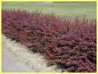 Барбарис Тунберга Atropurpurea