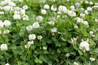 Сидерат Клевер белый ползучий 0,3 кг (Trifolium repens)