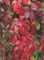 Виноград девичий Parthenocissus quinquefolia engelmanr Н=15м