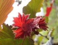 Лещина обыкновенная Corylus avellana 'Fuscorubra' (Н=4-6м, L-58 побеги,серьги,орехи красные,лист C45