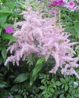 Астильба Арендса Astilbe arendsii 'Opal'