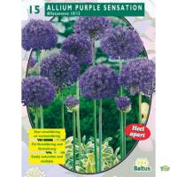 Алиум Allium Aflatunense Purple Sensation per 15