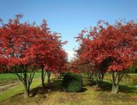 Ирга Ламарка канадская (Amelanchier канадская Lamarckii)  С5
