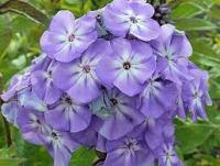 флокс метельчатый (phlox paniculata blue boy )