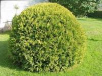 Туя западная 'Danica Aurea'
