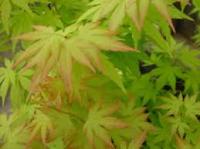 Клен дланевидный/веерный (Acer palmatum)