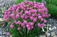 Армерия приморская Armeria maritima 'Armada Rose' (ярко-тёмно-красная,V-VI,Н=18-20см )