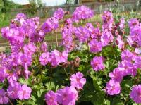 Герань Geranium cantabrigiense 'Karmina' (карминно-розовая,VI-VII,Н=20см)