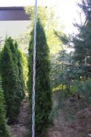 Туя западная Смарагд 230cm (Thuja occidentalis 'Smaragd' Н4м,В1,5м) EXTRA