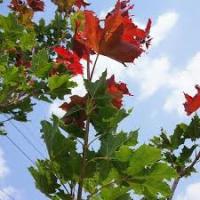 Клен остролистный (Acer platanoides Deborah)