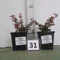 Барбарис Тунберга Atropurpurea Nana