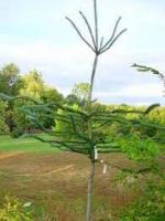 Ель энгельмана (Picea engelmannii 'Snake') 50см С5