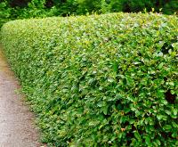 Кизильник блестящий (Cotoneaster lucidus Н2м В2м)  C5