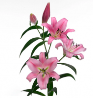 Лилия Ot Pink