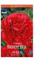 Пион молочноцветковый 'Bucky Bell'