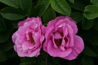 Роза гибрид Rugosa Pink Roadrunner