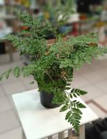 Папоротник железный С1,5