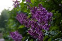 Сирень венгерская Syringa josikaea (цв.тёмно-фиолет,аромат,VI,Н=3м) С5