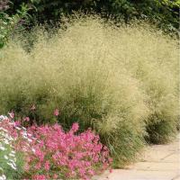 Луговик дернистый Щучка (Deschampsia cespitosa `Goldtau`)