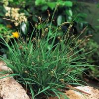 Carex panicea