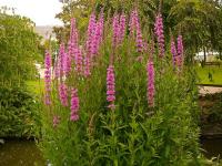 Дербенник ивоподобный или плакун Lythrum salicaria 'Zigeunerblut'
