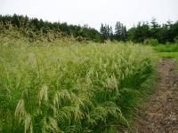 Луговик дернистый Щучка (Deschampsia cespitosa `Bronzeschleier`)