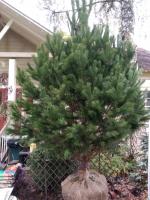 Сосна Обыкновенная Pinus sylvestris (300-400 WRB60)