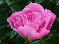 Пион молочноцветковый 'Bouquet Perfect'