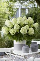 Hydrangea paniculata `Little Spooky