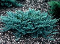 Можжевельник горизонтальный (Juniperus horizontalis 'Blue Chip' H0.3м В1,5м)