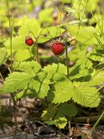 Земляника лесная Fragaria vesca var. hort. 'Semperflorens' (белые,V-IX,Н=20/15см,ягоды мелкие красны