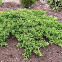 Можжевельник лежачий (Juniperus procumbens 'Nana'