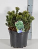 Сосна горная (Pinus mugo Mops Н:1,5м В:2м)  С4 30см