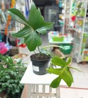 Филодендрон Philodendron С2