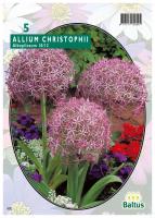 Алиум Allium Christophii Albopilosum per 5