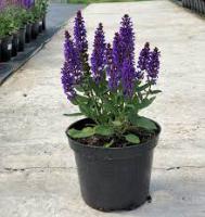 Шалфей Salvia розовый