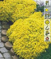 Очиток едкий Sedum acre 'Aurea' (золотисто-жёлтый,VI-VII,лист зелёно-жёлтый)