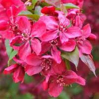 Яблоня декоротивная Malus Royalty