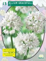 Алиум Allium Gracefull per 15
