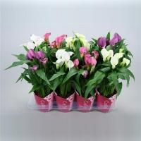 Калла Zantedeschia Mix