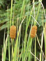 Рогоз Typha Laxmannii