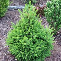 Picea abies 'Wills Zwerg