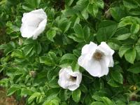 Роза морщинистая (Rosa rugosa Alba Н-1,5м) 40-60 С3