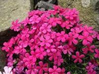 Флокс Дугласа Phlox douglasii 'Crackerjack' (малиново-красный,V-VI,Н=10/6см)
