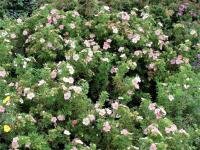 Лапчатка кустарниковая (Potentilla fruticosa Pink Whisper Н60см В90см) С3